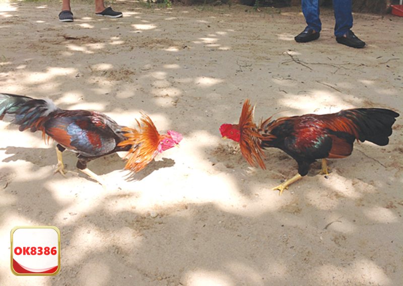 Đá Gà OK8386 - Kèo Meron – lựa chọn “an toàn” cho tân thủ