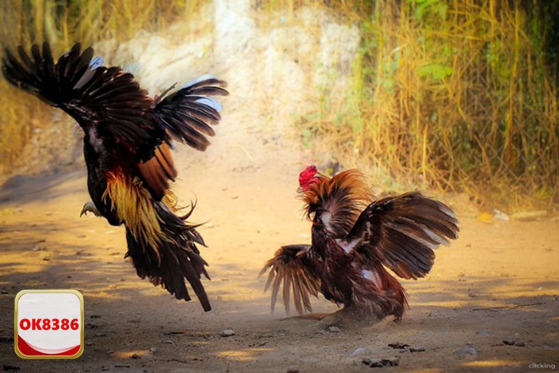 Đá Gà Đòn - Các Lựa Chọn Cược Phổ Biến Khi Tham Gia